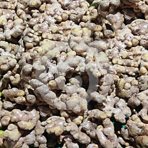 Ginger spice root - Zingiber officinale. Nutrition, herbal. photo