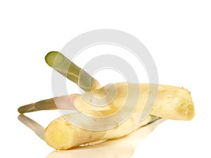 Ginger Sprouts on white Background - Isolated