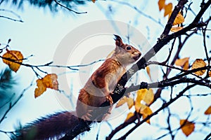 Ginger squirrel on birch branches in autumn