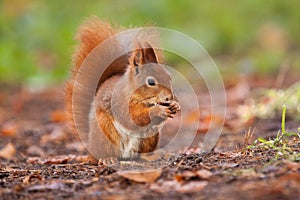Ginger squirrel with nut in Mlada Boleslav