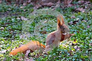 A ginger squirrel sits on the ground and eats a nut