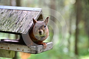 The ginger squirrel sits on its hind legs in the feeder, pressing the forelegs to the chest. Her muzzle reaches for the camera