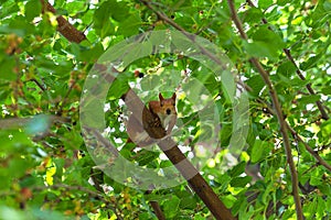 Ginger squirrel sitting in a tree among green foliage and curiously looking at camera