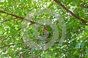 Ginger squirrel sitting in a tree among green foliage, looking at camera and eating mulberries