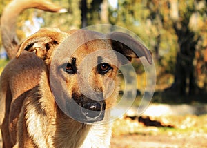 Ginger stray dog with a black nose and drooping ears