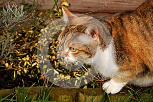 Ginger tabby cat camouflaged by plants photo