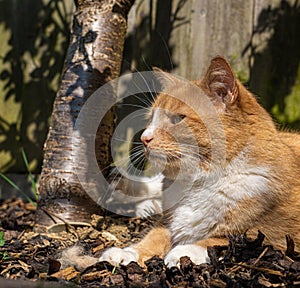 Ginger Tabby Cat Close up