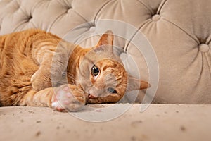 Ginger tabby cat laying head down on couch with cat nip scattered