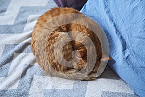 Ginger tabby cat lying curled up and sleeping