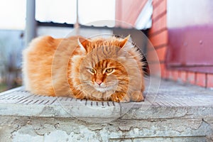 Ginger tabby cat lying down on doorstep outdoors