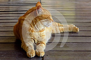 Ginger tabby cat lying down in profile