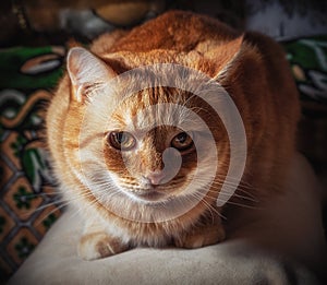 A ginger tabby cat is lying on a sofa