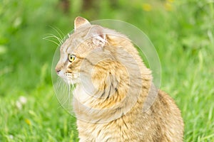 Ginger tabby cat on the nature in the green grass among the yellow dandelions