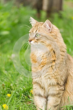 Ginger tabby cat on the nature in the green grass among the yellow dandelions.