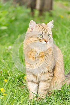 Ginger tabby cat on the nature in the green grass among the yellow dandelions