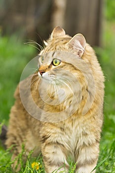 Ginger tabby cat on the nature in the green grass among the yellow dandelions