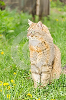 Ginger tabby cat on the nature in the green grass among the yellow dandelions.