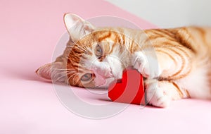 Ginger tabby cat with a red heart lying on a pink background. Greeting card for Valentines day. Concept help homeless animals
