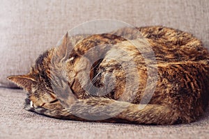 Ginger tabby cat sleeping on a sofa.