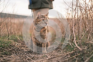 The ginger tabby cat walks on a leash in nature.