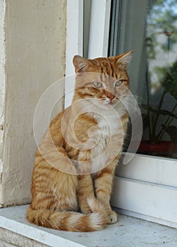 Ginger tabby cat with yellow eyes