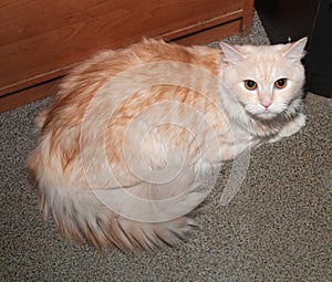 Ginger tabby longhair cat with orange eyes lying