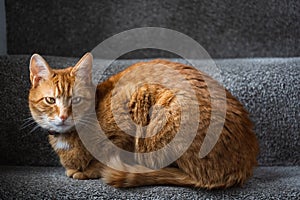 A ginger tabby tom cat sat on the staircase