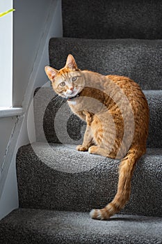 A ginger tabby tom cat sat on the staircase