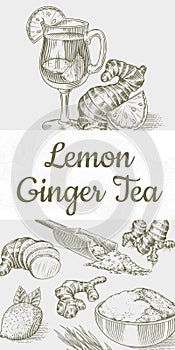 Ginger tea poster. Chopped rhizome or root, Fresh plant, Bag and tea in glass cup. Vector Engraved hand drawn sketch