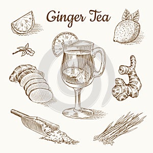 Ginger tea poster. Chopped rhizome or root, Fresh plant, Bag and tea in glass cup. Vector Engraved hand drawn sketch