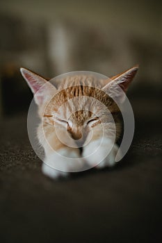 Ginger three color cat is lying on bed and sleep. Warm toning image. Lifestyle pet concept