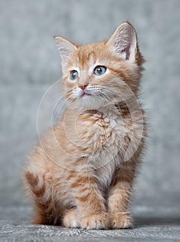 Ginger tiger-kitten