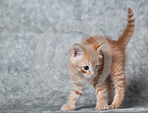 Ginger tiger-kitten