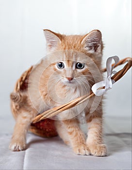 Ginger tiger-kitten with a basket