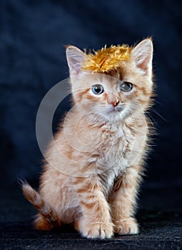 Ginger tiger-kitten with a feather