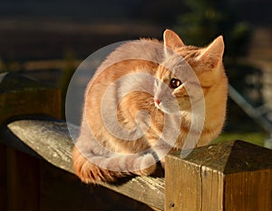 Ginger tom cat