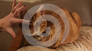 A ginger tom cat being stroked