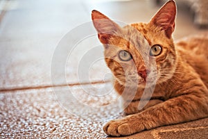 Ginger tom cat close up horizontal portrait - Domestic Animals