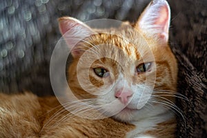 Ginger tom cat close up horizontal portrait from the side - Domestic Animals Pets