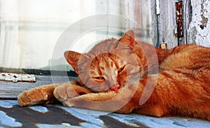 Ginger tom cat close up horizontal portrait. Sleeping cat.