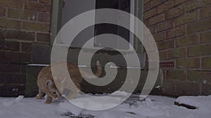 Ginger Tom Cat experiencing snow for the first time