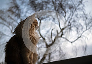 Ginger tom cat looking out