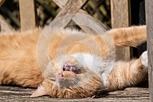 Ginger tom cat sunbathing on wooden bench