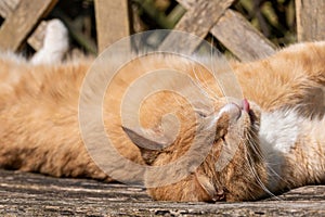 Ginger tom cat sunbathing on wooden bench sticking tongue out