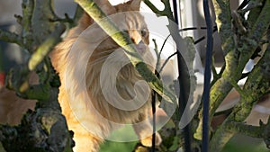 Ginger tom cat in tree