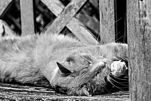 Ginger tom cat washing front paw and sunbathing on wooden bench