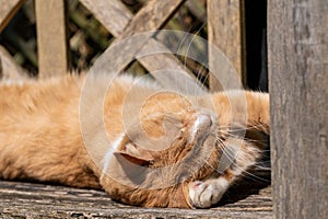 Ginger tom cat washing front paw and sunbathing on wooden bench