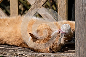 Ginger tom cat washing front paw and sunbathing on wooden bench