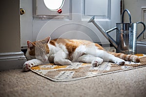 Ginger Tomcat Guarding the Catflap