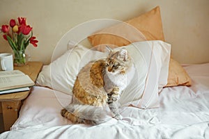 Ginger, tricolor cat relaxing on in the bed. Cozy concept